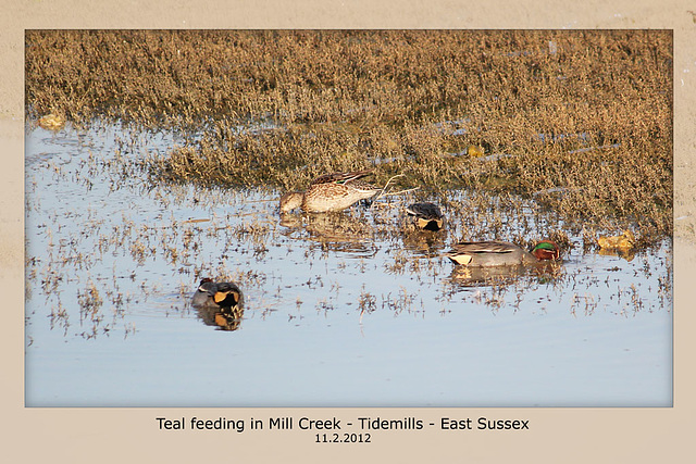 Teal feeding Tidemills 11 2 2012