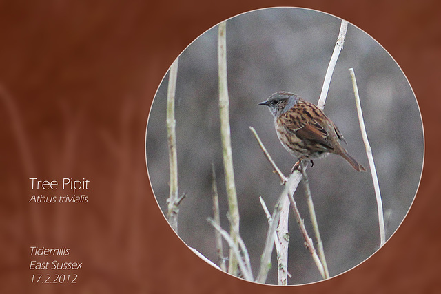 Tree Pipit Tidemills 17 2 2012