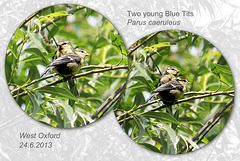 Two young Blue Tits - West Oxford - 24.6.2013