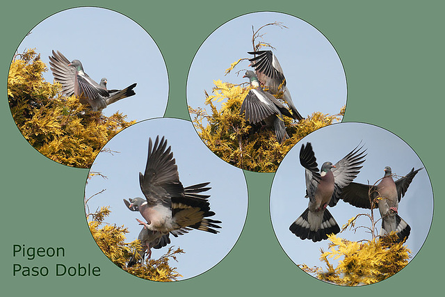 Wood Pigeon Paso Doble - 29.3.2011