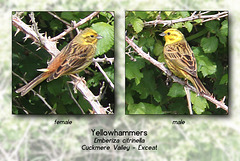 Yellowhammers pair Cuckmere 17 5 2011