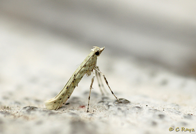 Caloptilia leucapennella