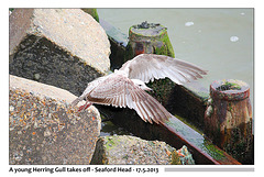 Young Herring Gull Seaford Head 17 5 2013