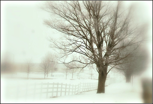 Walking in the fog