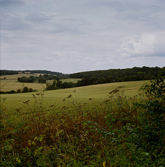 Hertfordshire view (1)