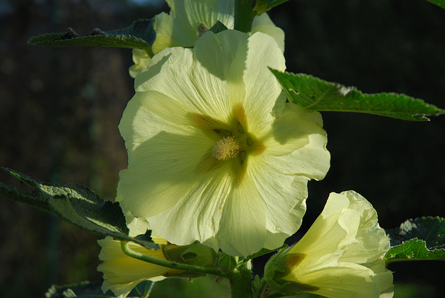 Rose Trémière.