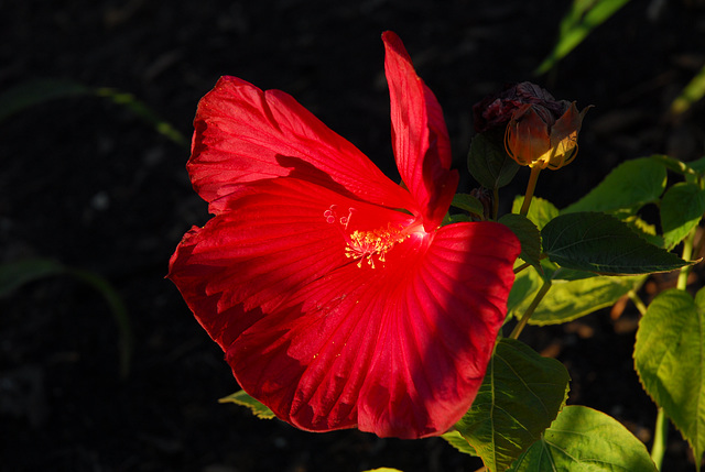 Hibiscus.