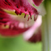 Oriental Hybrid Lily
