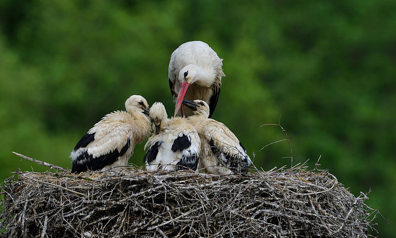 HINDLINGEN: Un couple de cigogne.