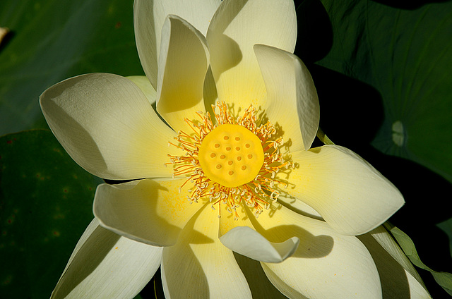 FREJUS: Zoo: Une fleur de Lotus sacré.