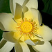 FREJUS: Zoo: Une fleur de Lotus sacré.