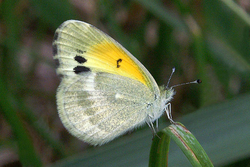 Dainty Sulphur