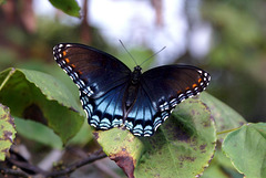 Red-Spotted Purple Admiral