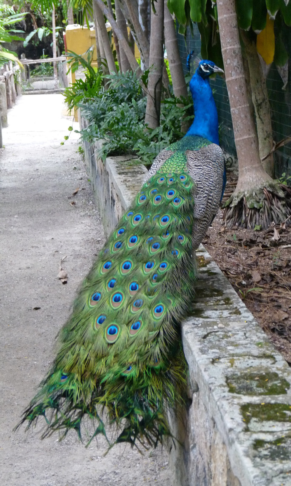 peacock