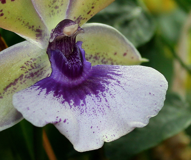 Zygopetalum Rhein 'Blue Angel '