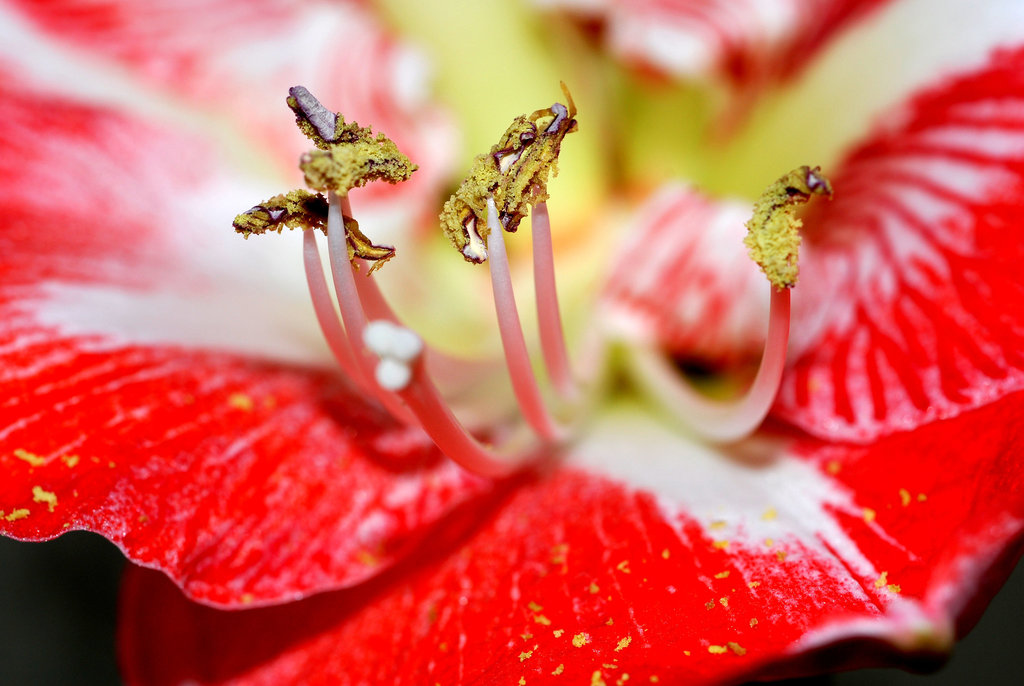 Etamines d'une fleur d'amarillys.