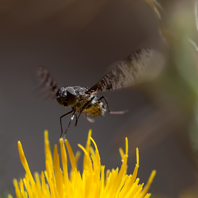 Fuzzy Fly Landing on Star Thistle