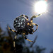 araneus trifolium in sun