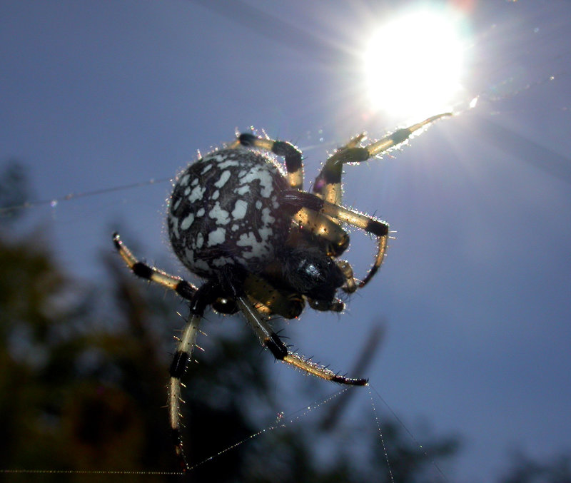 araneus trifolium in sun