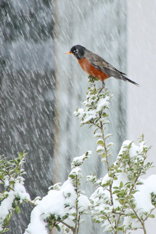 Icy beak, icy feet