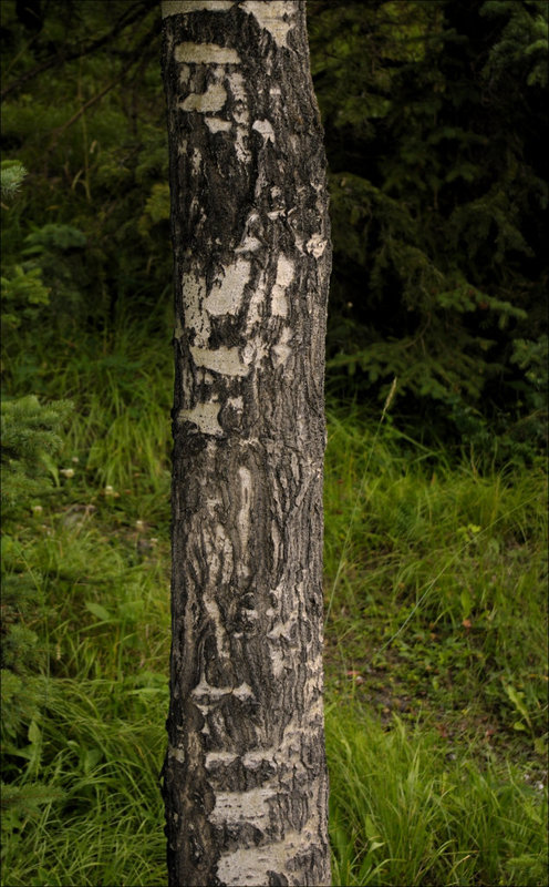 Poplar Bark 02 20130815