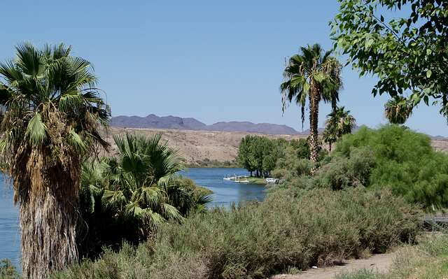 Parker, AZ: Colorado River (0677)