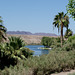 Parker, AZ: Colorado River (0677)