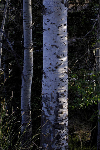 Poplar Bark 04 20130815