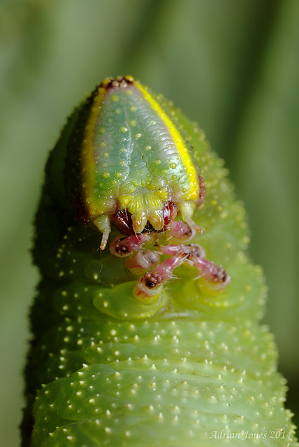 Poplar Hawk Moth Caterpillar