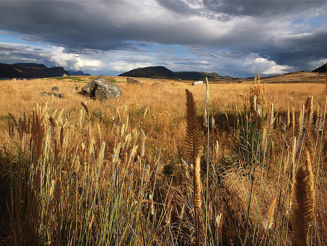 Grasslands near Kamloops, BC