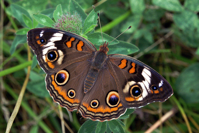 Common Buckeye Butterfly