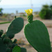 Une fleur de Cactus.