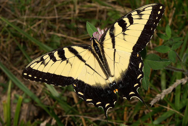 Eastern Tiger Swallowtail