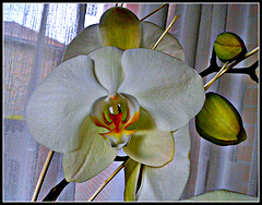 Orquidea blanca 2.