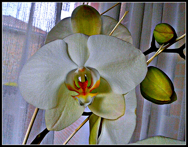 Orquidea blanca 2.