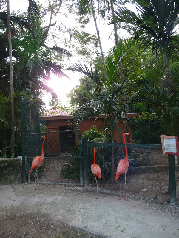 flamingos