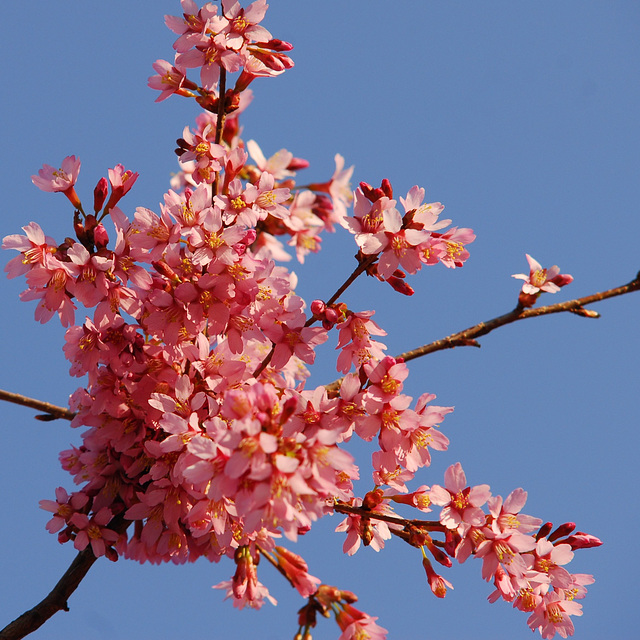 BESANCON: Premier prunus en fleurs.