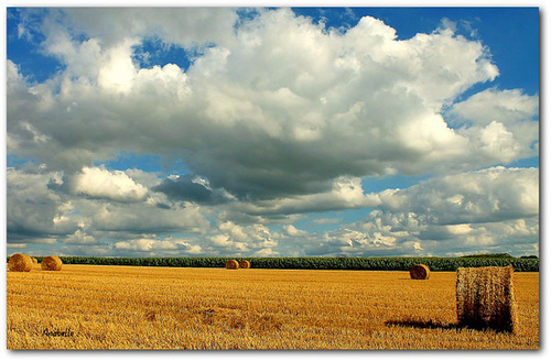 la moisson