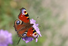 Peacock (Aglais io) butterfly