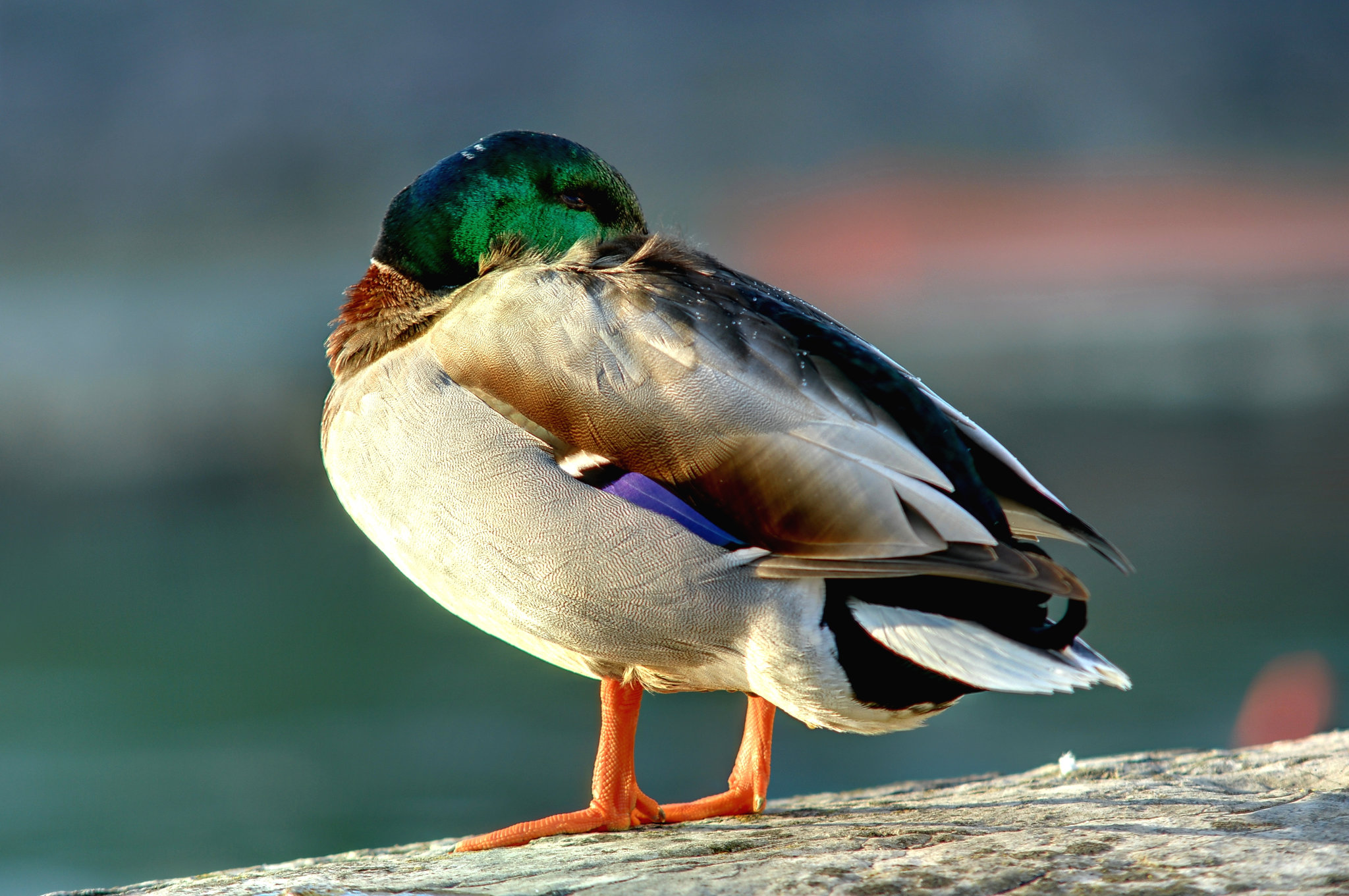 Un canard se chauffant au soleil.