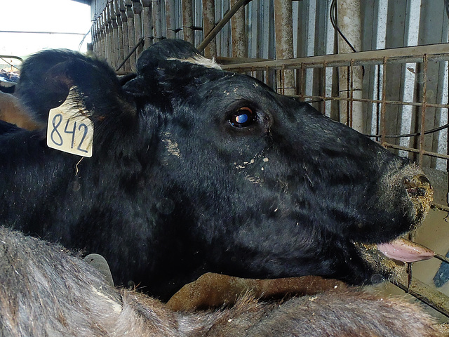 some cows don't like paparazzi