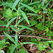 Polygonatum verticillatum