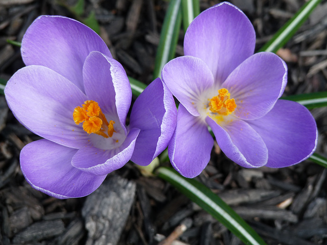 crocuses