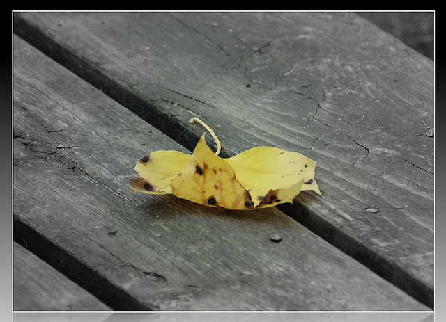 A fallen leaf