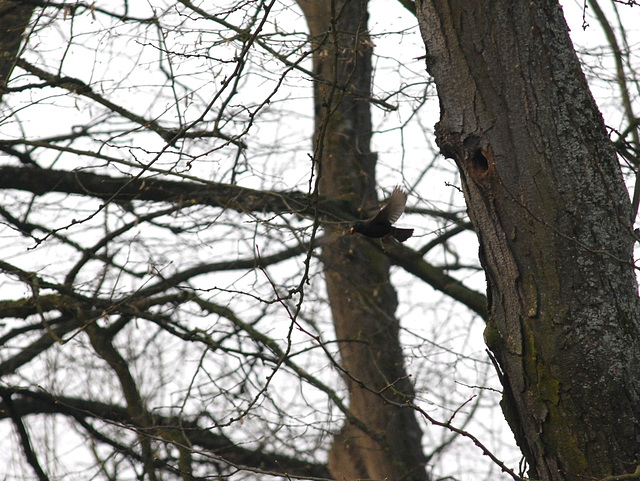 Envol d'un oiseau...