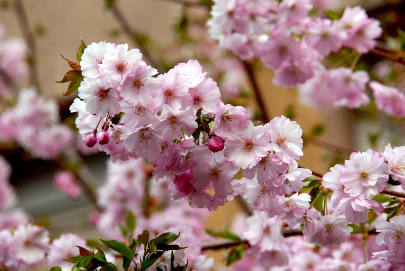 BESANCON: Fleurs de cerisiers...