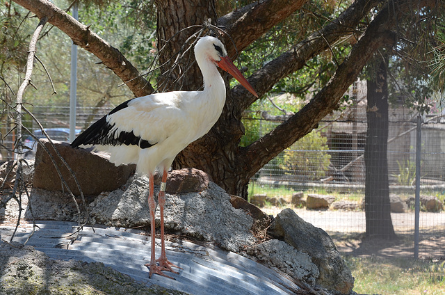 FREJUS: Zoo: Une cigogne blanche (Ciconia ciconia).