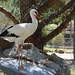 FREJUS: Zoo: Une cigogne blanche (Ciconia ciconia).