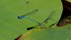 FREJUS: Zoo: Un couple d' Agrion jouvencelle (Coenagrion puella).