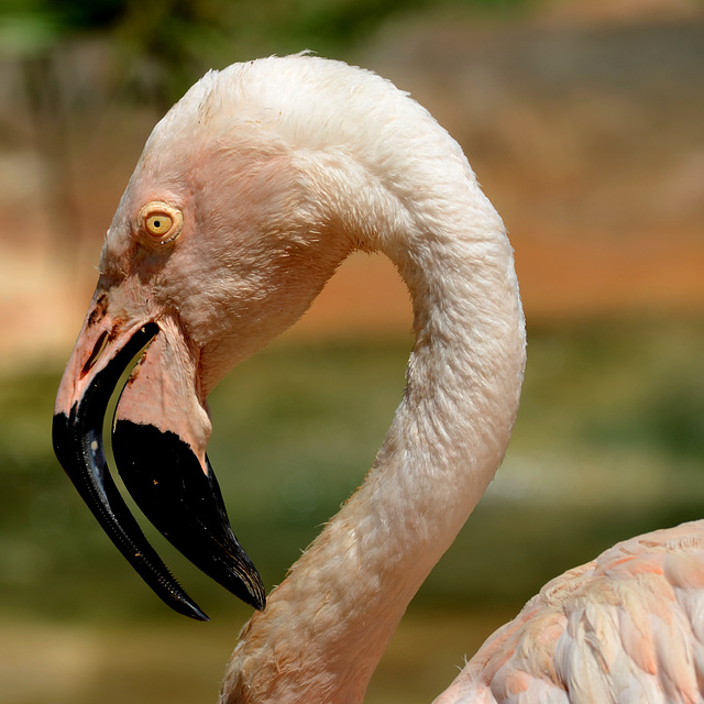 FREJUS: Zoo: Un Flamant rose (Phoenicopterus roseus).